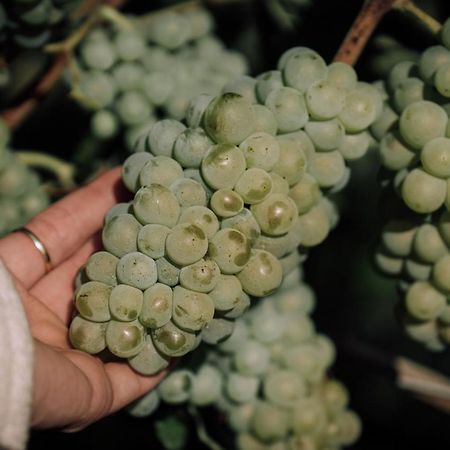 Weingut Und Gastehaus Holger Alt Otel Monzingen Dış mekan fotoğraf